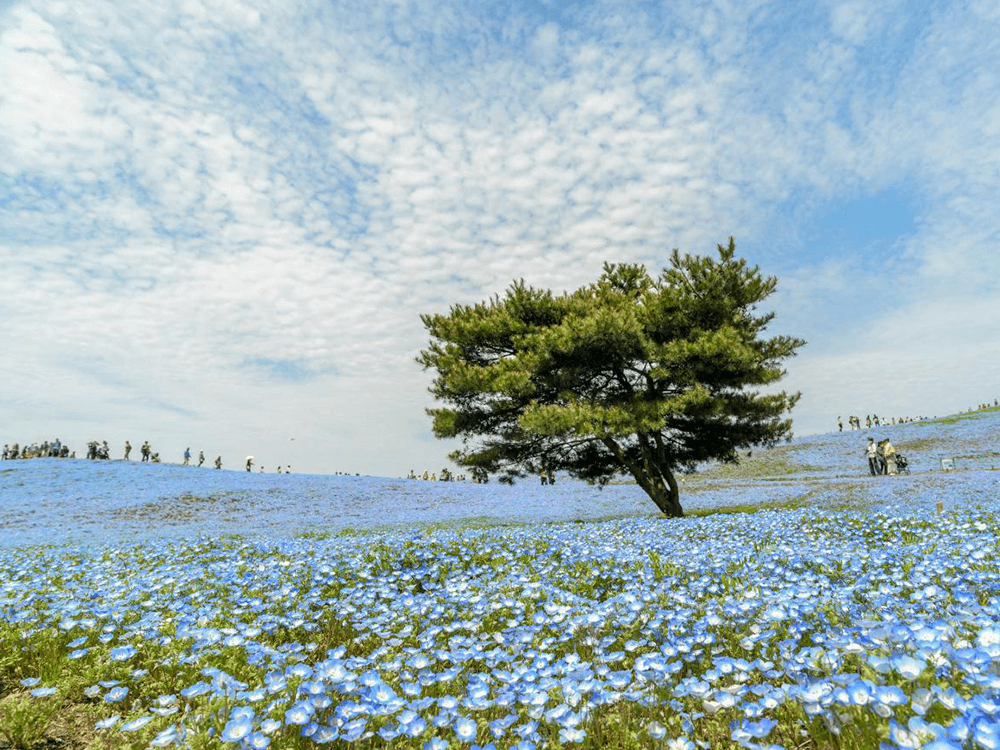 金茂祥